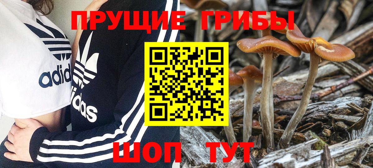 Псилоцибиновые грибы мухоморы Балтийск